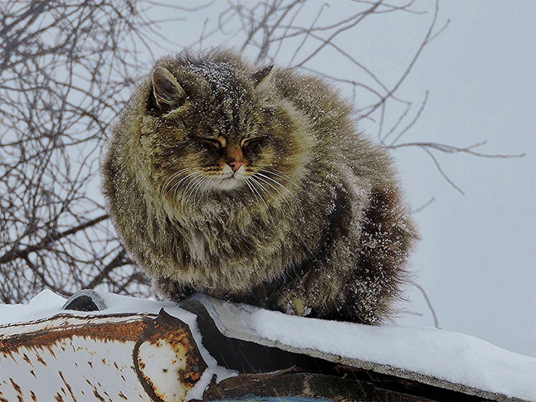 The beauty of Siberian cats - cat, Siberia, Longpost