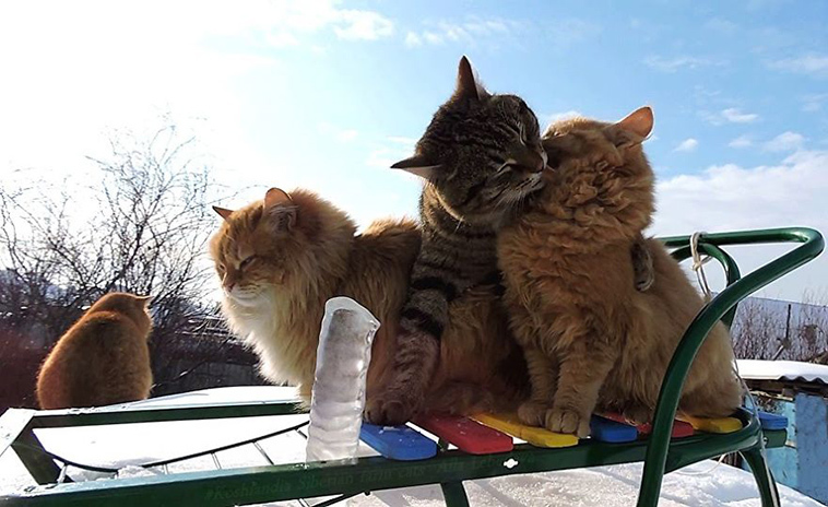 The beauty of Siberian cats - cat, Siberia, Longpost