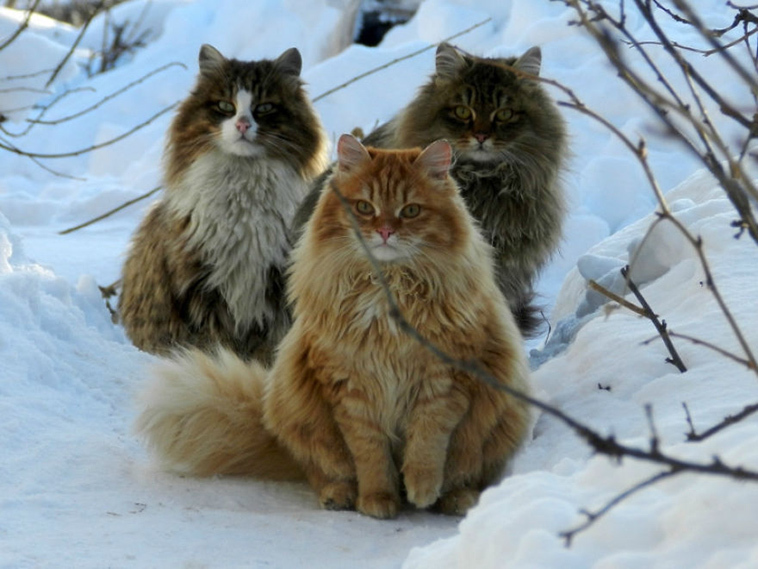 The beauty of Siberian cats - cat, Siberia, Longpost