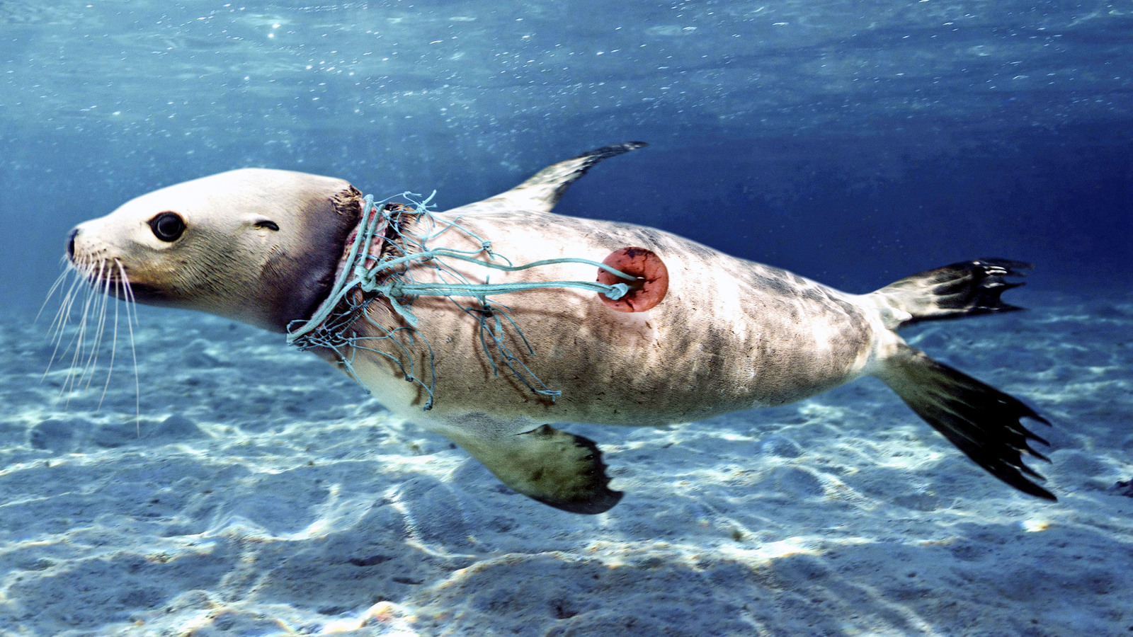 Photos by Paulo de Oliveira - , Ocean, Garbage, Dump, Trash heap, Processing, Nature, Ecology, Longpost