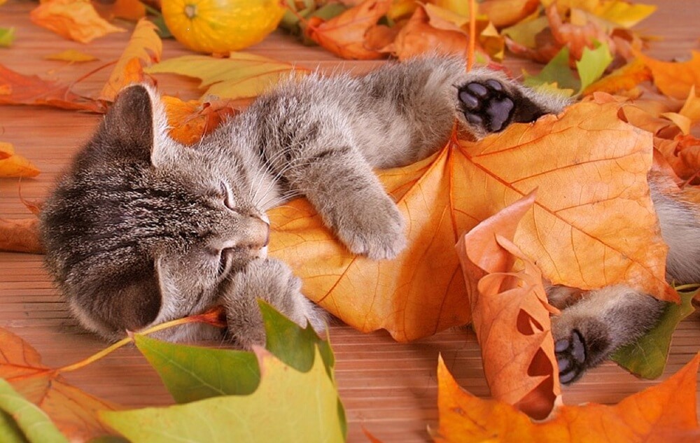 There is such a month in the calendar - October - cat, Autumn, Milota, Longpost