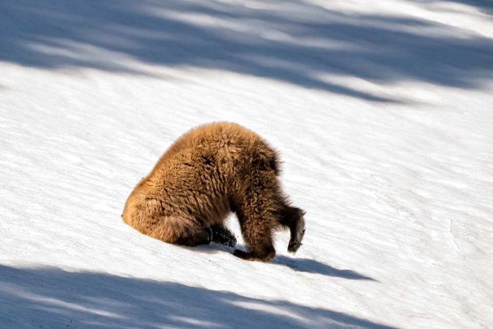 Finalists Comedy Wildlife Photography Awards 2018 - The photo, Animals, wildlife, Competition, , Longpost