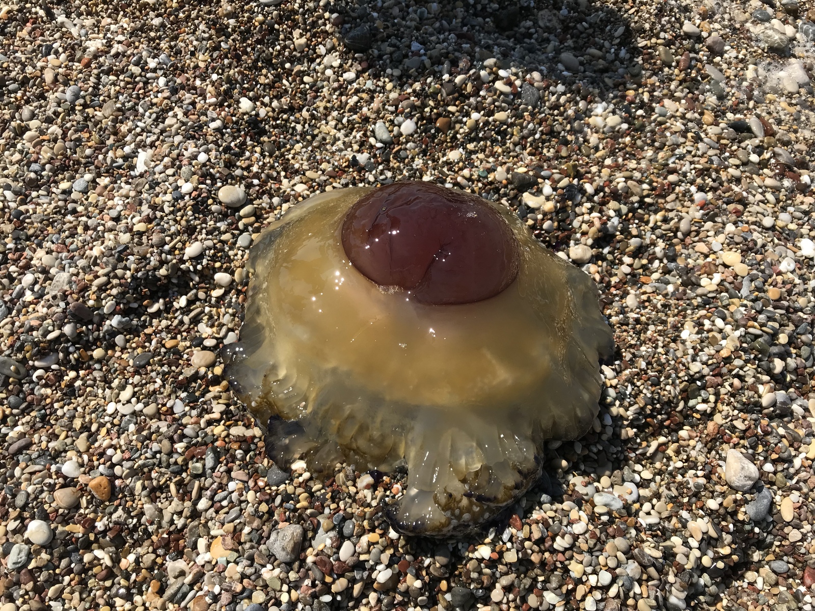 jellyfish kotilorhiza - My, Jellyfish, Travels, Greece, Ionian Sea, Longpost