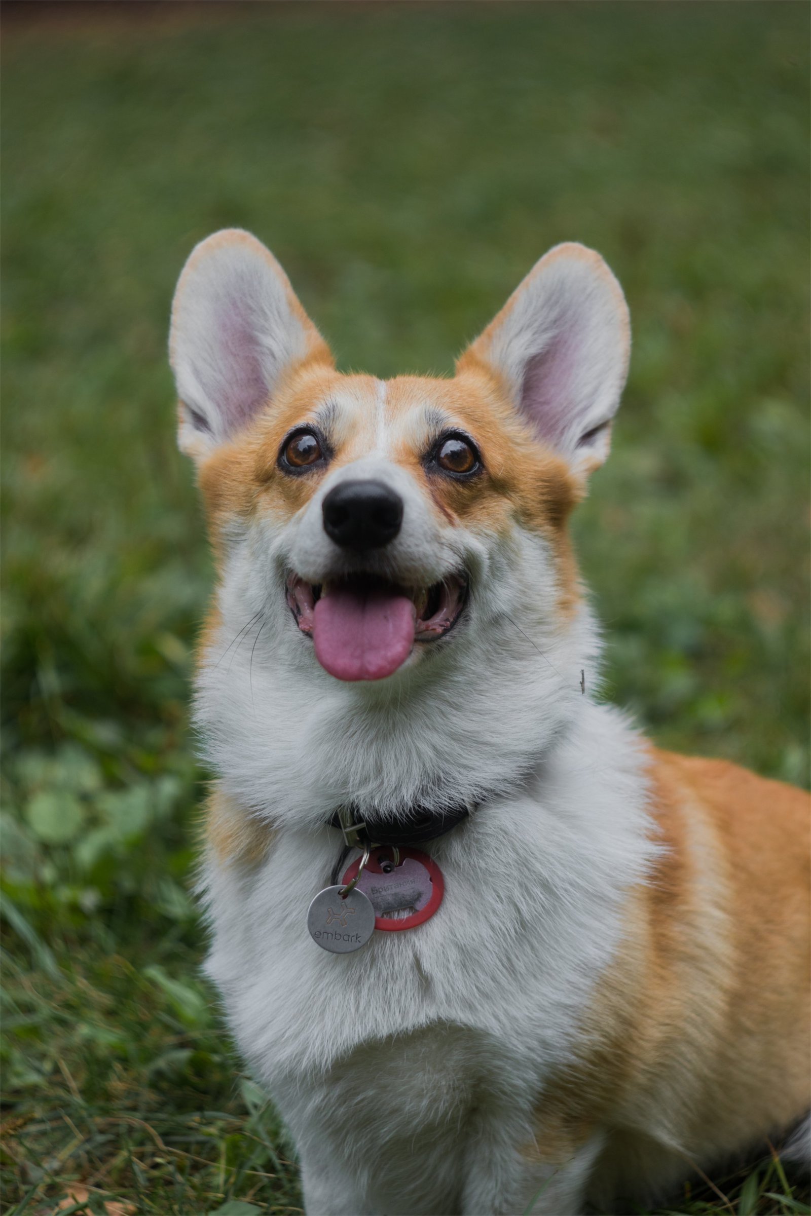 Corgi on Fridays, the last day of summer - My, The photo, Dog, Corgi, Longpost