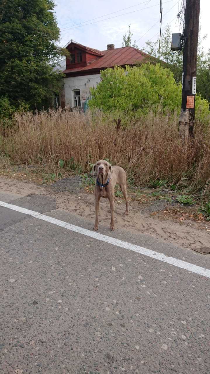 Lost weimaraner with a blue collar - Weimaraner, , Moscow region, Voskresensky District, Dog, Found a dog