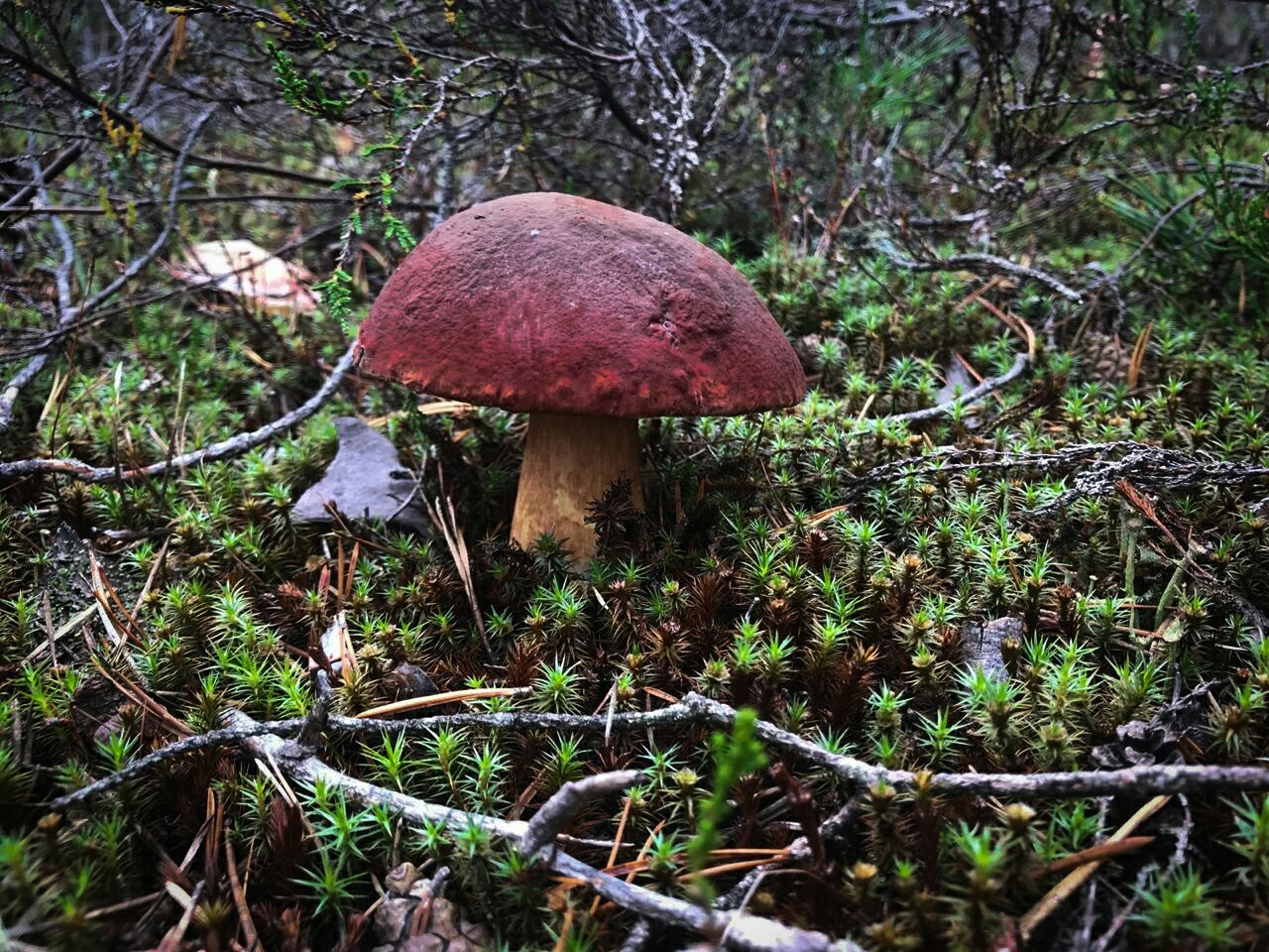 I grew up! - Mushrooms, Forest, Mushroom season, Longpost