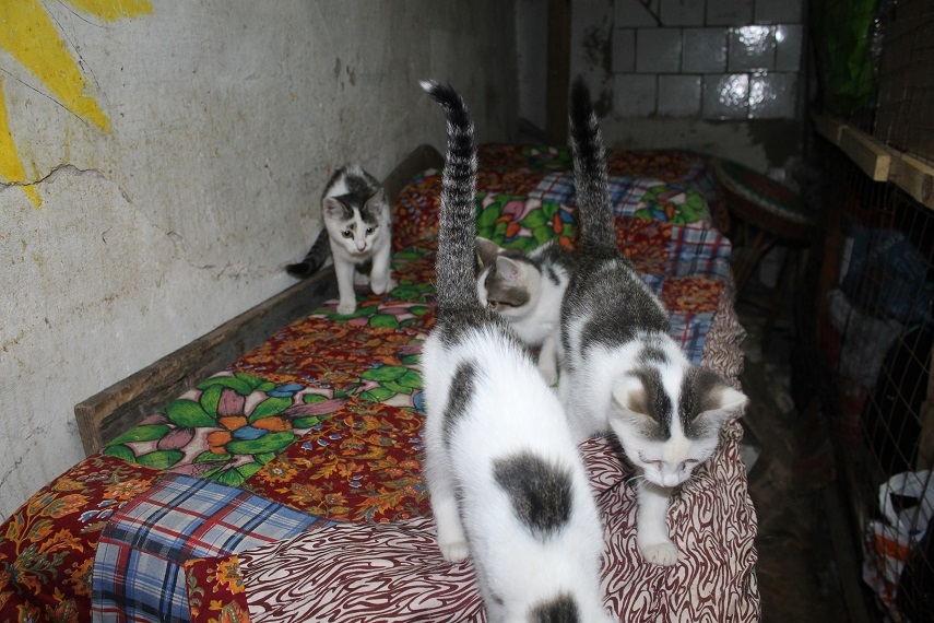 My personal Cotoland 145 - My, cat, Shelter, Pomomshch, Kindness, Lipetsk, Cotoland, Building, Longpost, Shelter Cotoland