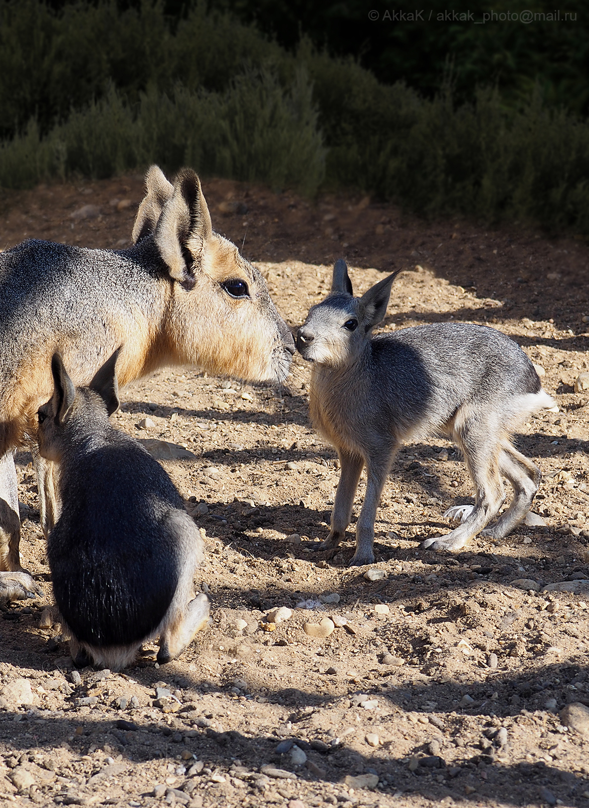 Patagonian mara with cubs - My, Patagonian Mara, The photo, Nature, Young