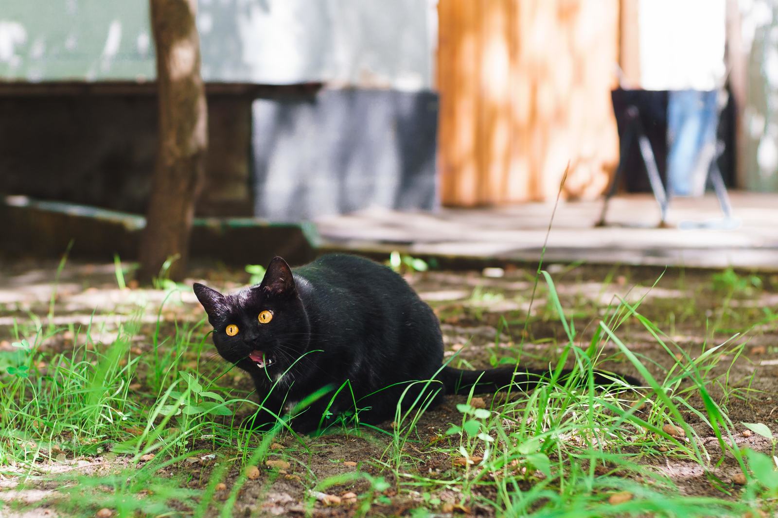 Черный кот дворняга