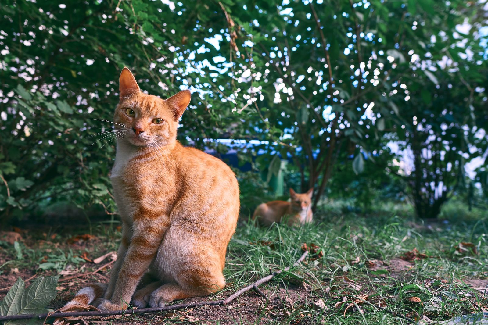 Кот из твоего двора - Моё, Кот, Дворняга, Двор, Фотография, Город, Животные, Улица, Глаза, Длиннопост