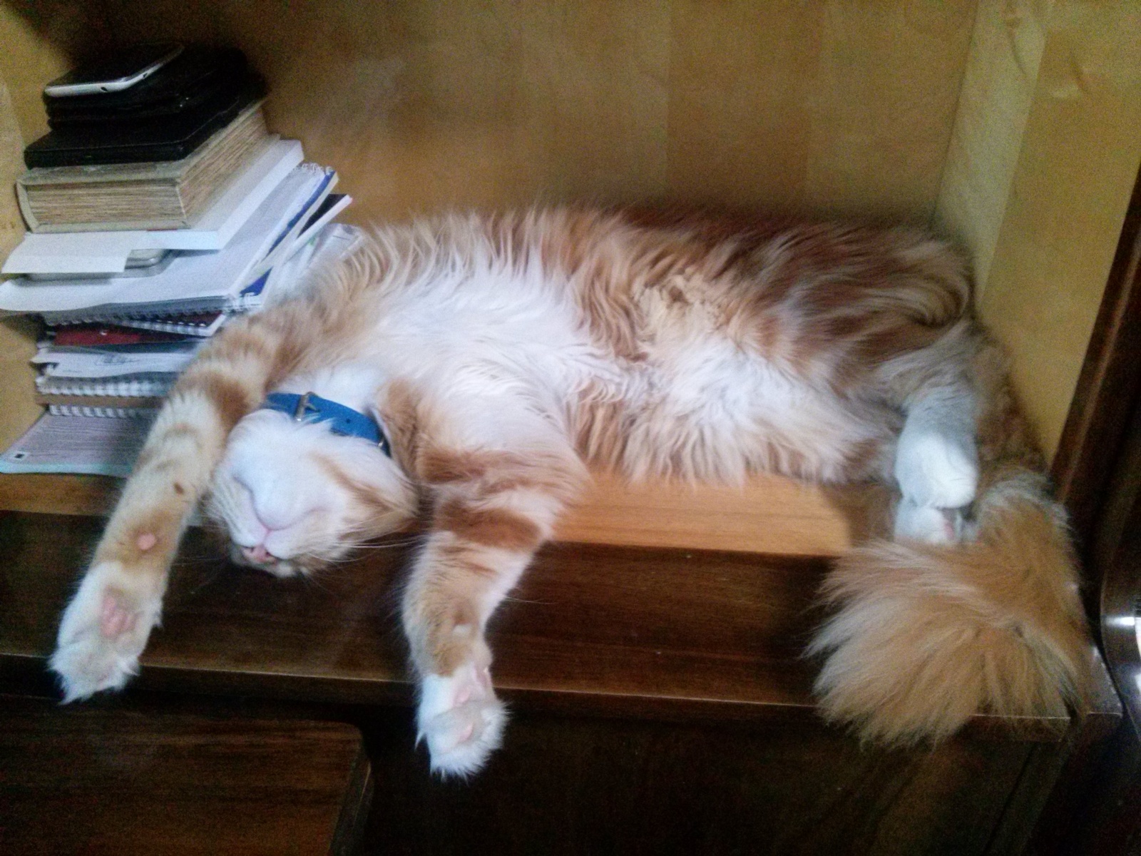 How does your cat sleep? - My, cat, Maine Coon