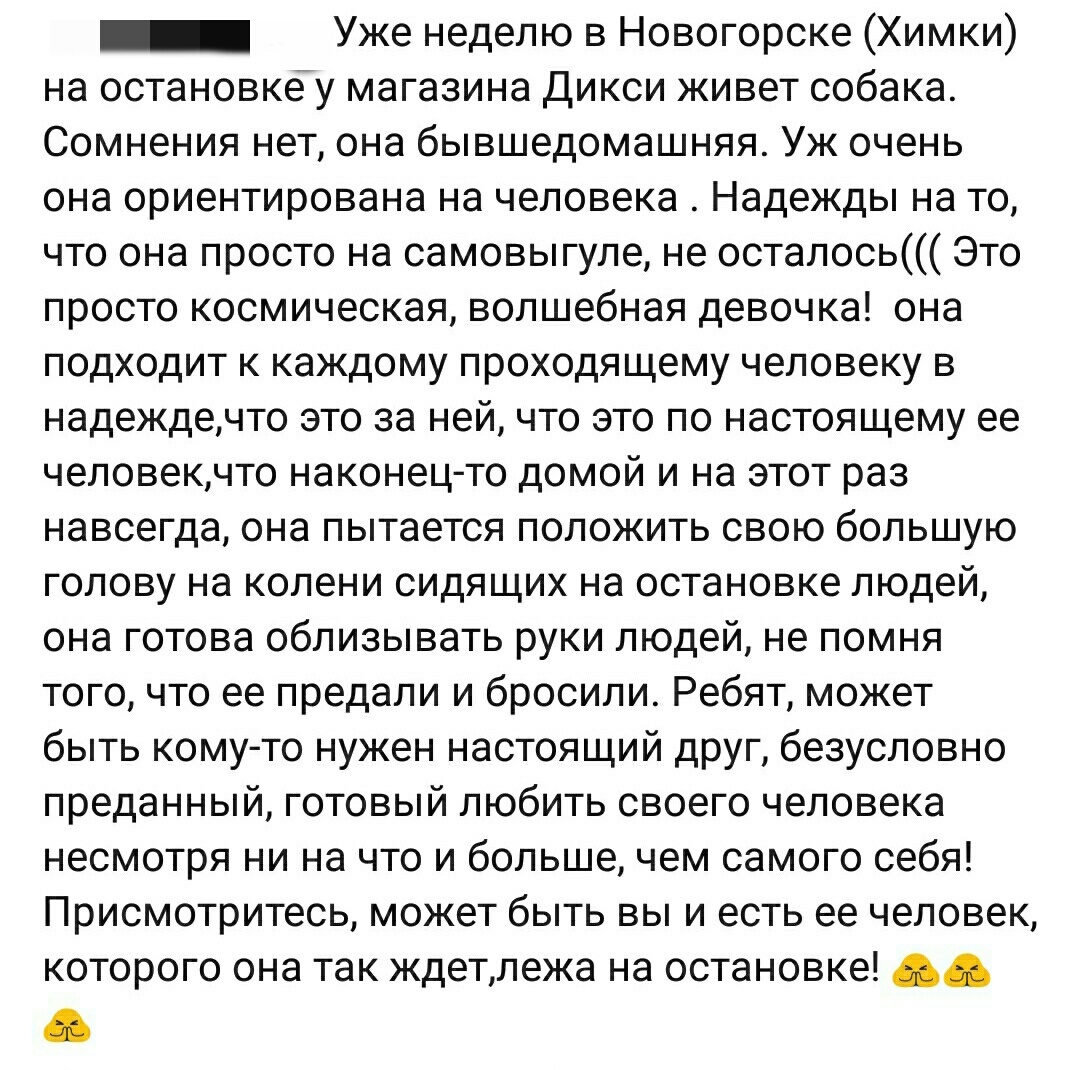 Помогите найти хозяина - Моё, Собака, Доброта, Длиннопост, Найдена собака, Помощь, Без рейтинга, Помощь животным