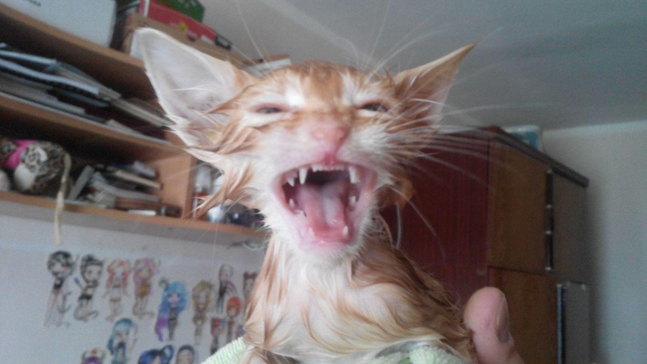 Fiend of hell - My, cat, Redheads, Bathing, Longpost, Bathing