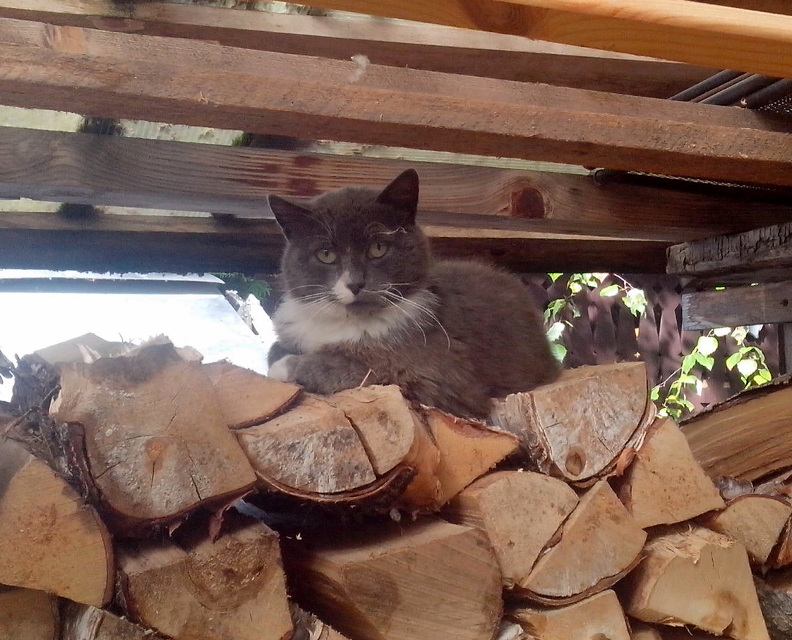 Firewood under protection - My, cat, Catomafia