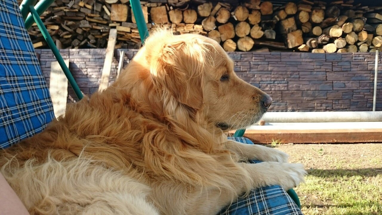 Help find the dog - My, The dog is missing, Shcherbinka, Retriever, Golden retriever, No rating, Dog, Moscow region, Help me find