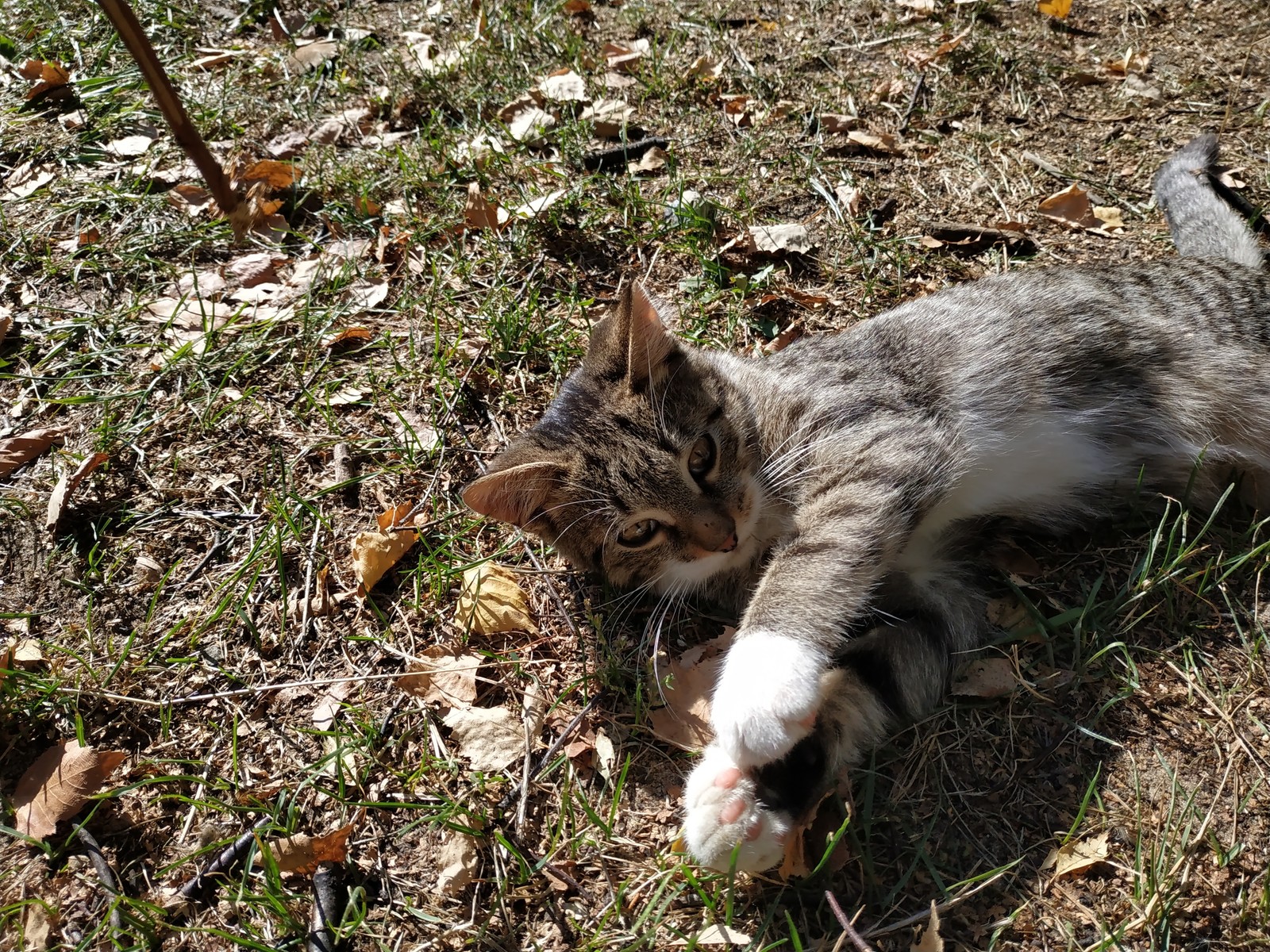 Autumn cat in your feed. - cat, Catomafia, Autumn, Paws, Longpost