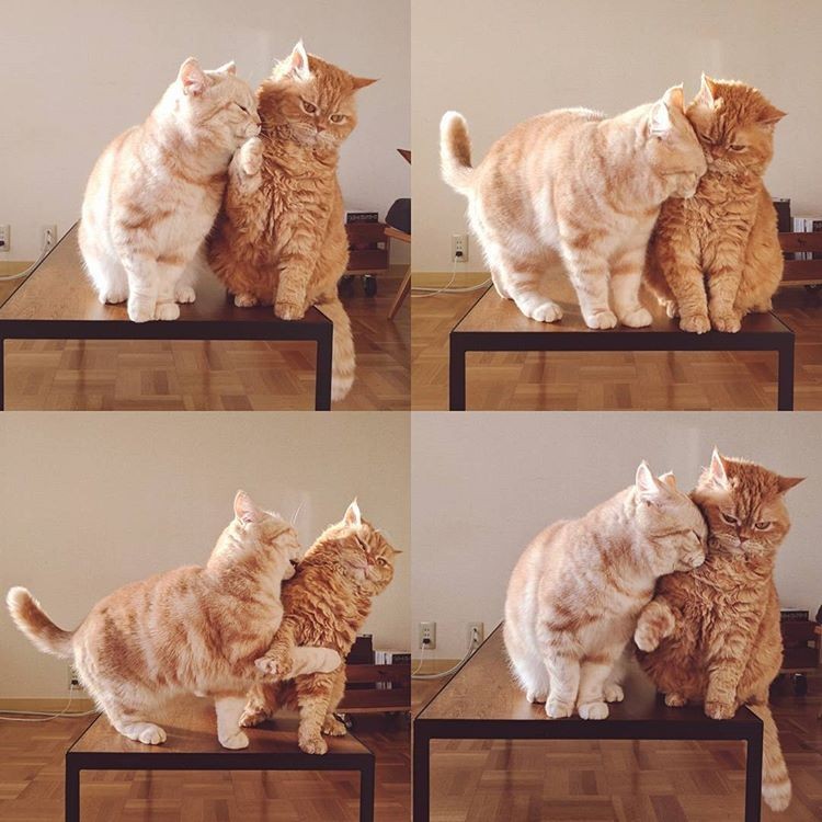 When you have love, and not some nonsense - cat, Love, From the network, Longpost