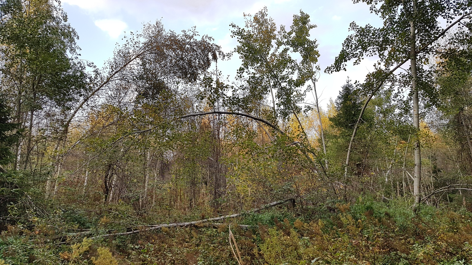 Заглянул в Подмосковный лес... | Пикабу