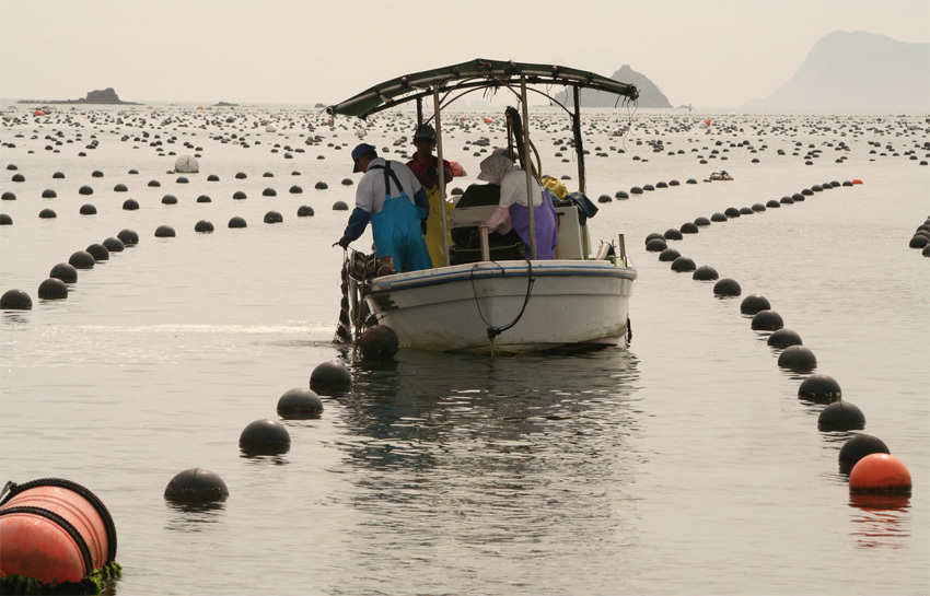 Japan is a gem. Pearl is Mikimoto. - Pearl, , Japan, Longpost