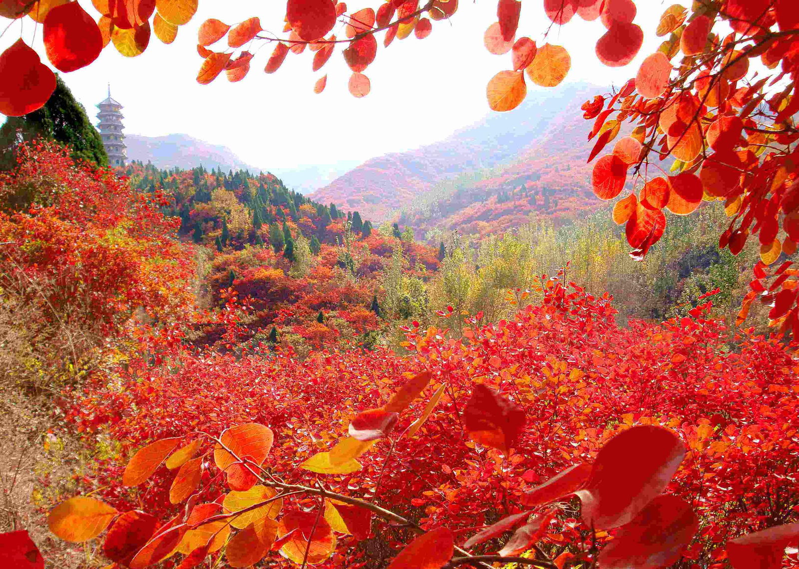 Autumn in China - China, Autumn, Leaves, Nature, The park, Landscape