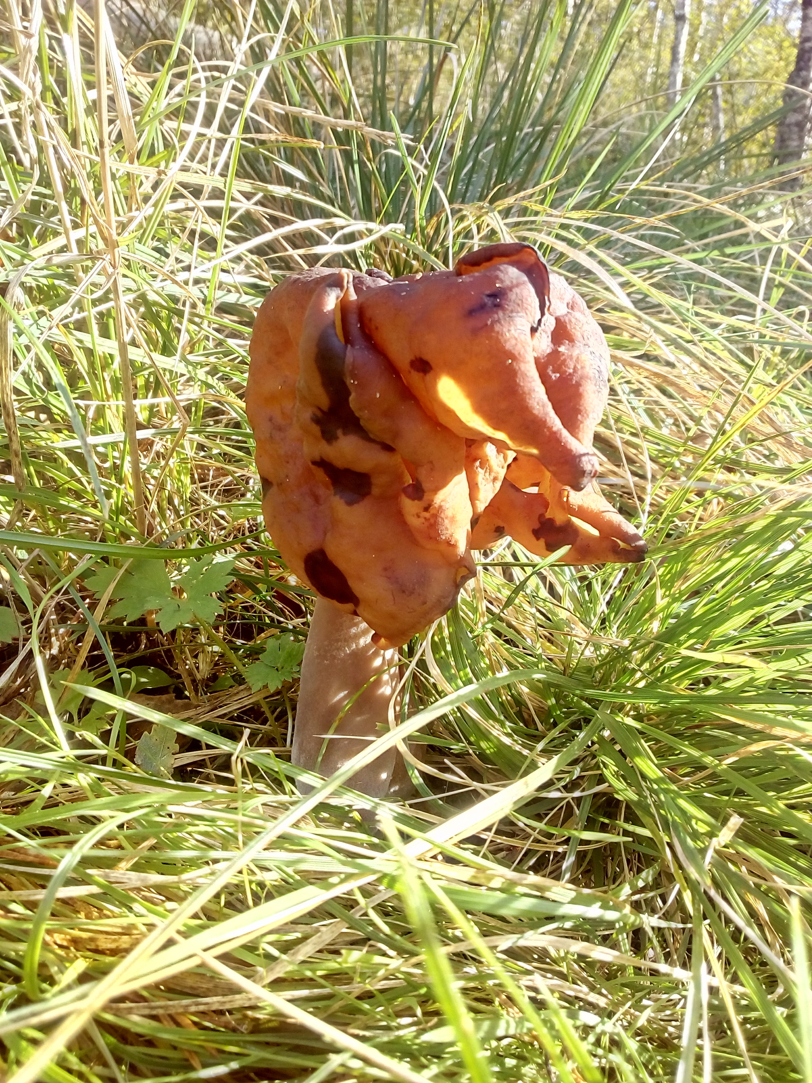 unknown fungus. - My, Mushrooms, Forest, Autumn, Longpost