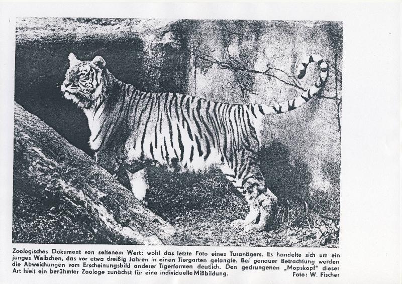 Turan tiger. - Turanian tiger, Tiger, Nature, Longpost