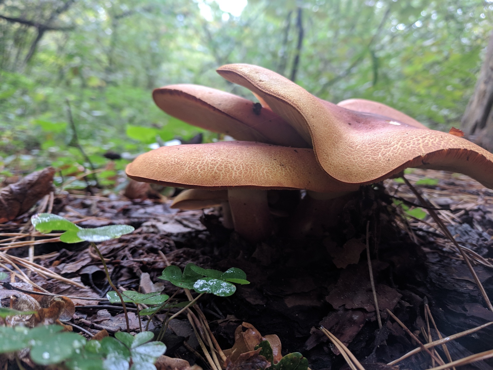 Expert mushroom pickers, recognize me, huh? - My, Help, Mushrooms, Longpost