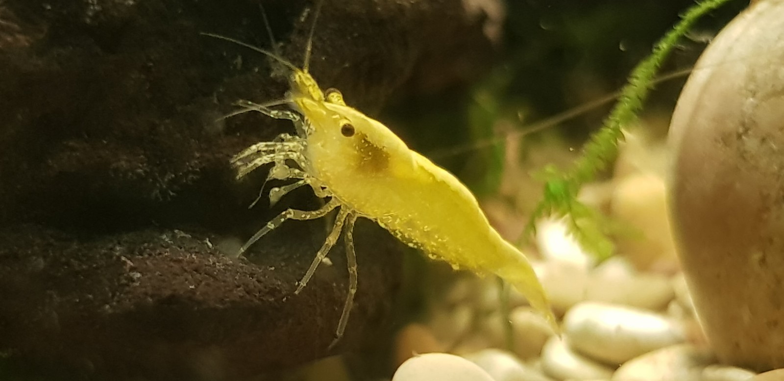 Neocaridina cherry - My, Shrimps, Aquarium, , Longpost