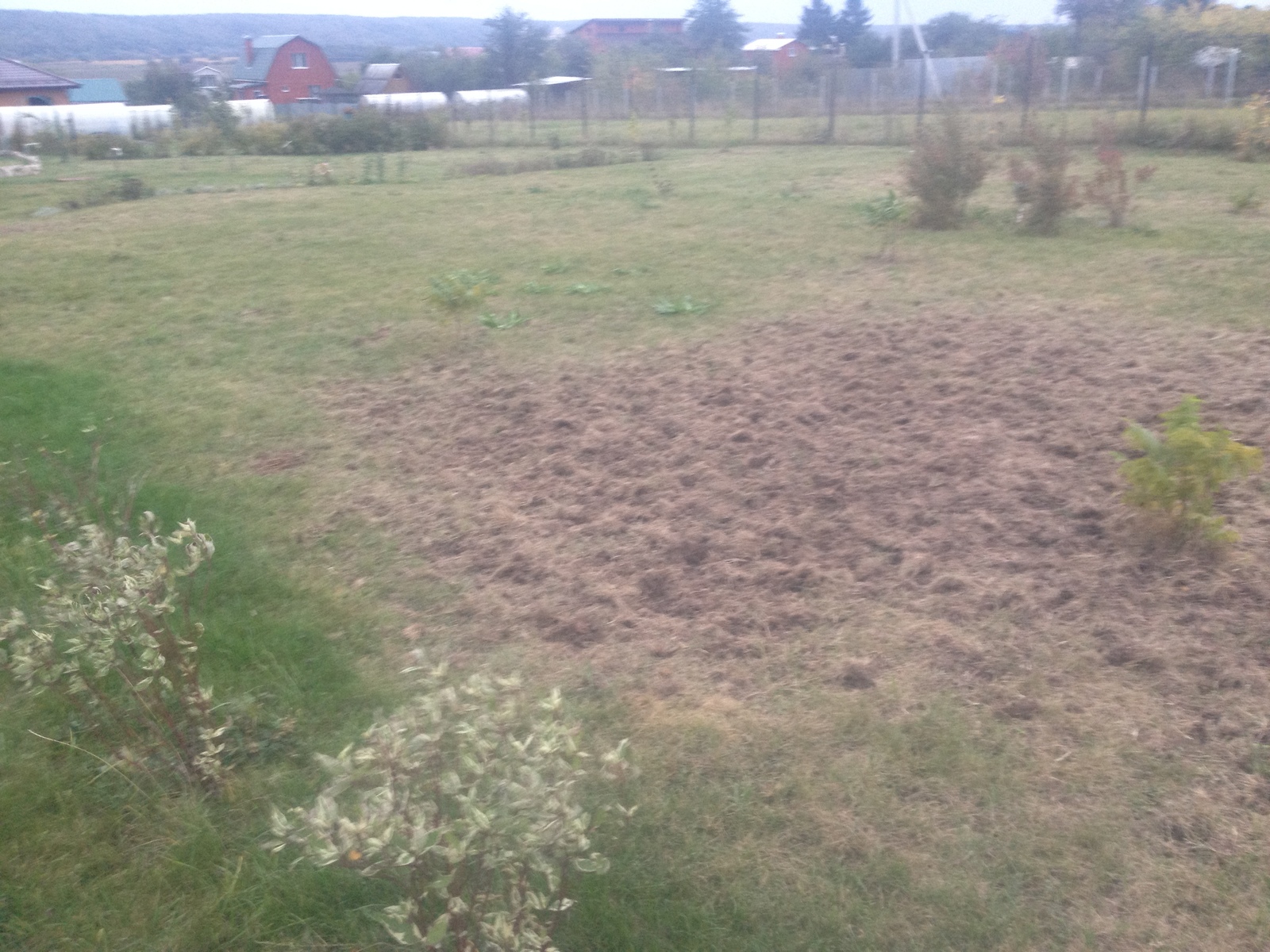 Birds, their mother! - My, Birds, Lawn, Dacha, Longpost