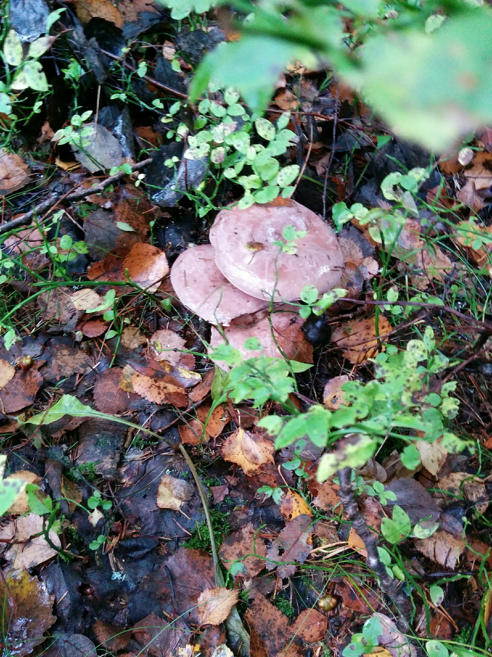 What is this mushroom? - Mushrooms, Forest, Longpost