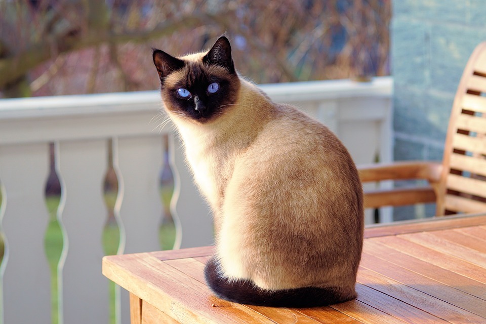 Breed selection - Cat breeds, Choice, Siamese cat, , cat, British cat