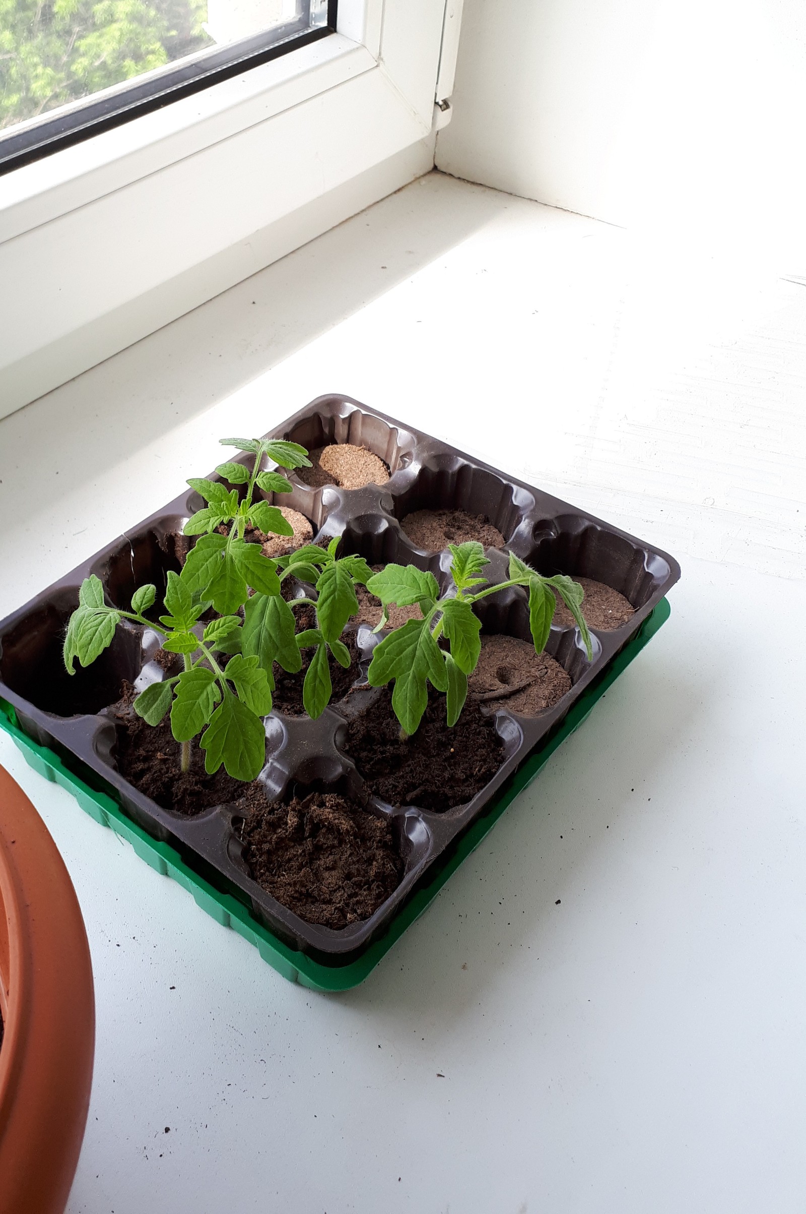 Tomatoes on the windowsill - My, Tomatoes, Vegetable garden on the windowsill, Hobby, Chronology, Longpost