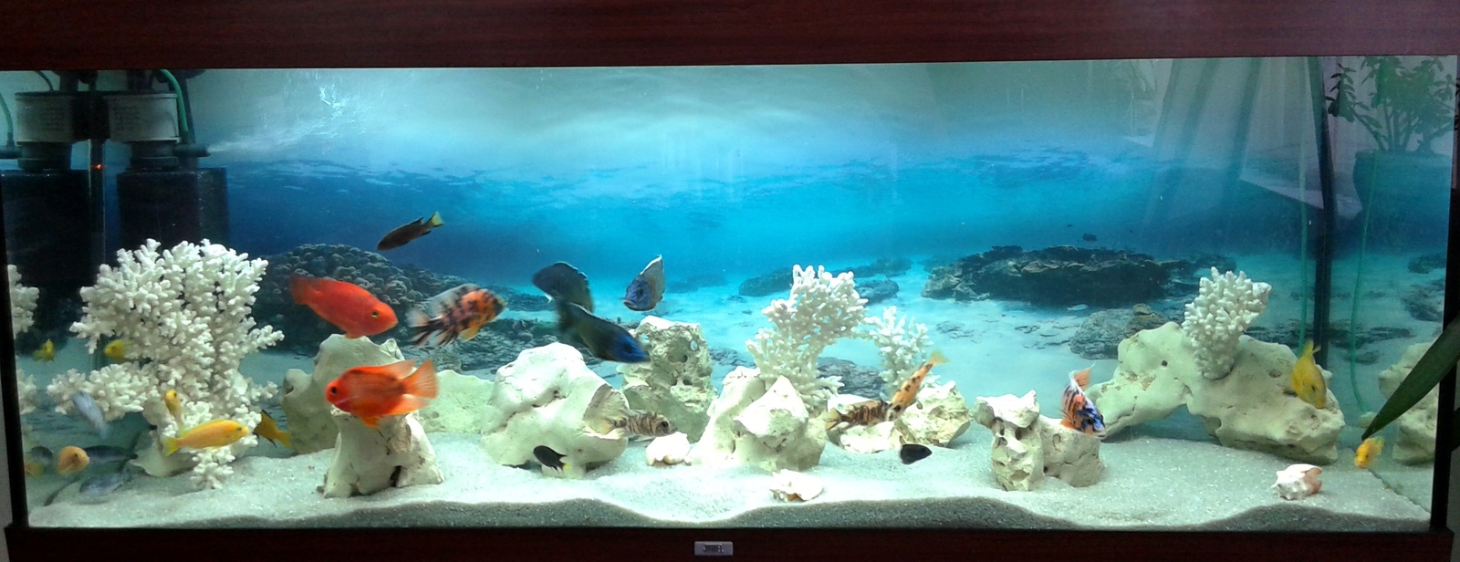 Everyday life of an aquarist - My, Aqua design, , cichlid, Aquarium, Longpost