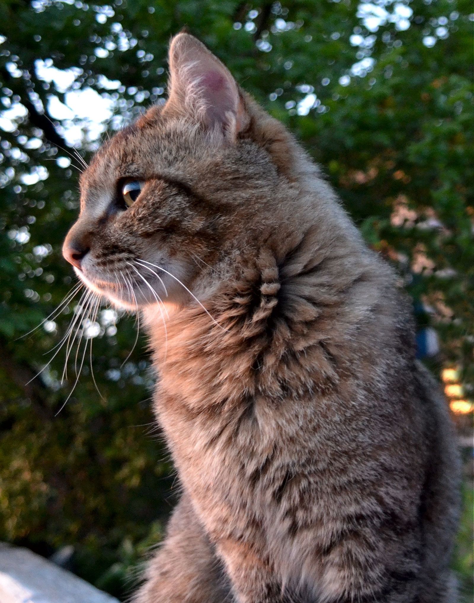 Cat - Моё, Кот, Фотография, Домашние животные