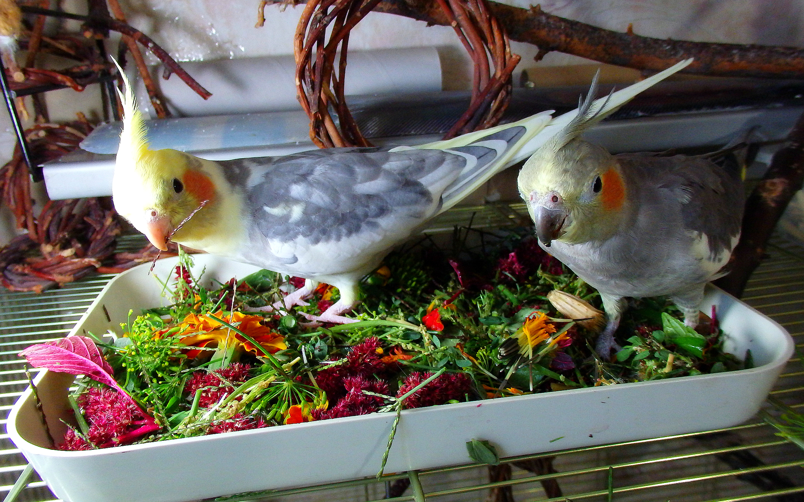 We burst the autumn greens and fortify ourselves. - My, Birds, A parrot, Corella, Nutrition, , Greenery