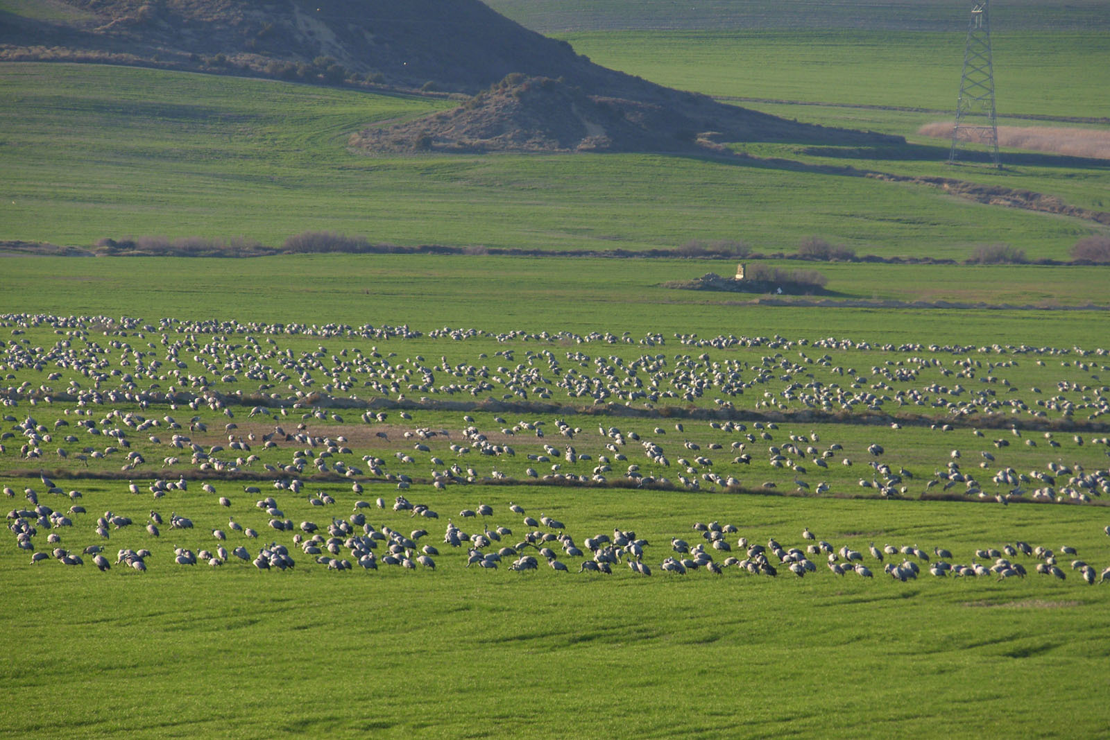 Spanish Outback: La Sotonera Reservoir and Migratory Cranes - My, Spain, Tourism, Cranes, Ornithology, Abroad, Living abroad, The photo, Longpost