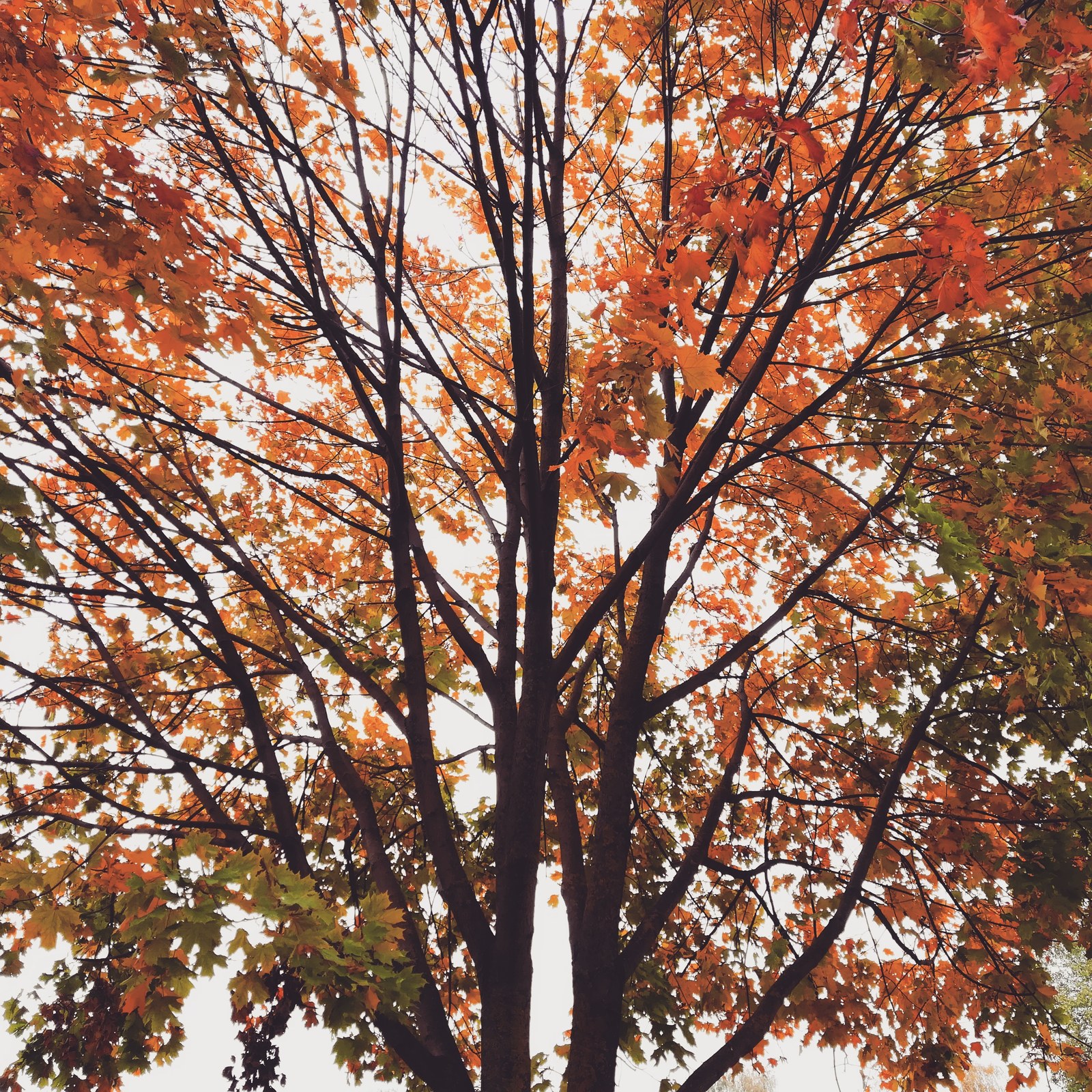 Autumn in Belarus - My, Nature, Autumn, The photo, Longpost