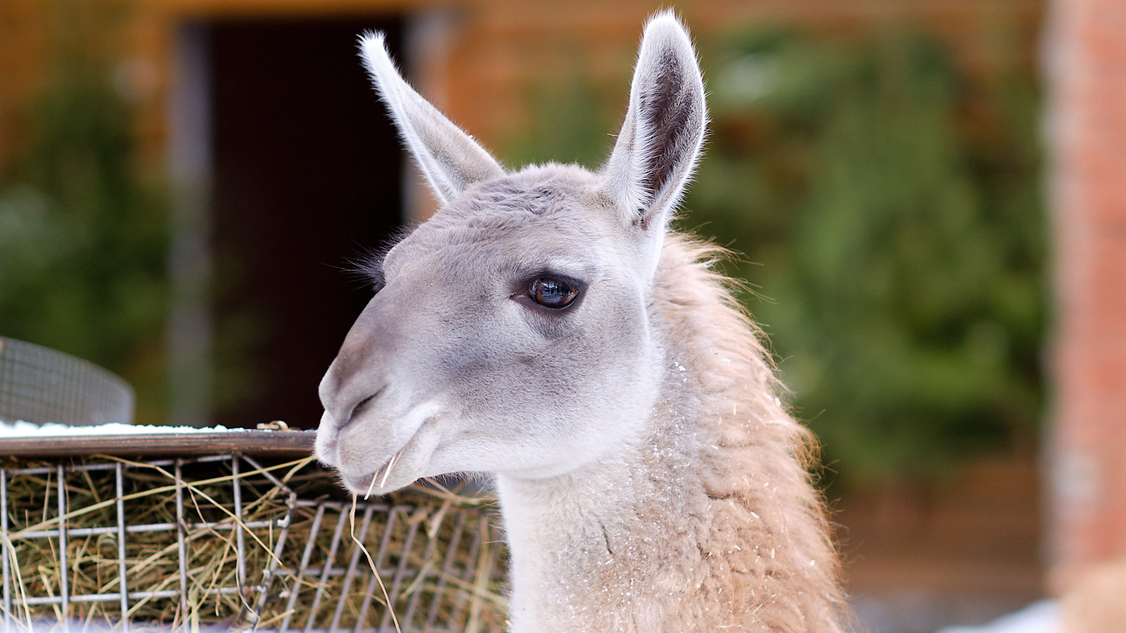 Leningrad Zoo - My, The photo, Zoo, Animals, Leningrad Zoo, Saint Petersburg, Longpost