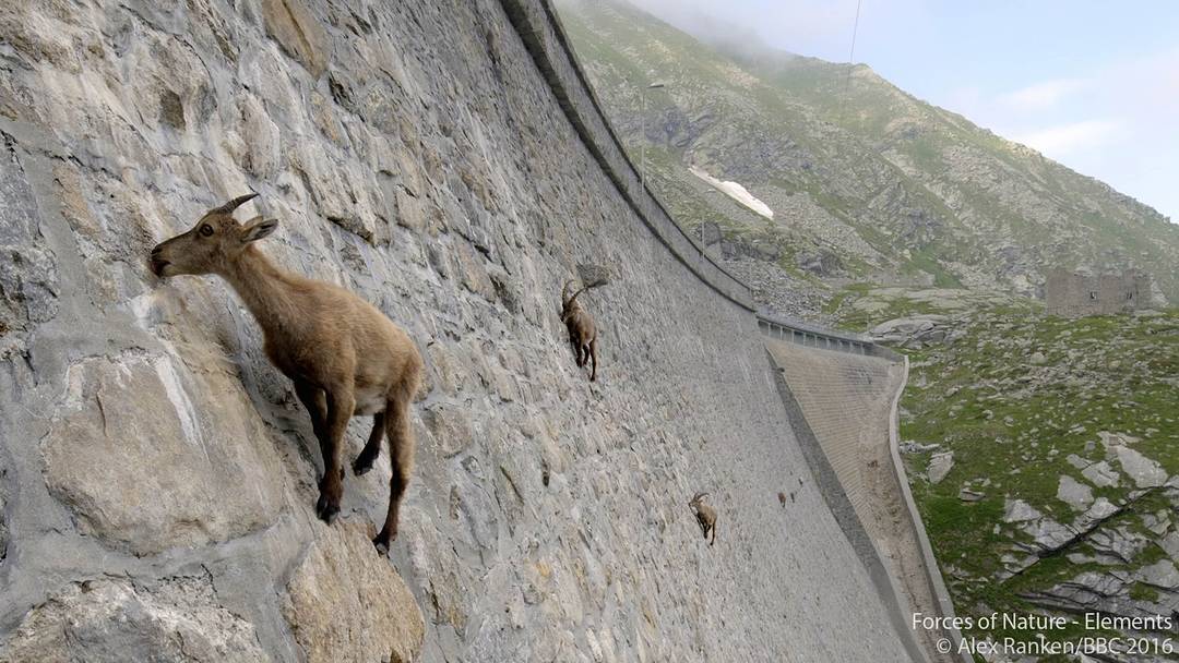 Goats in Italy have chosen a sheer dam - Goat, Wall, Longpost