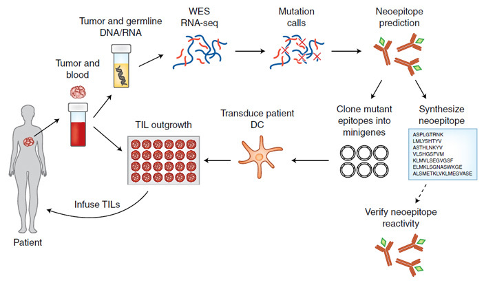 Specially selected lymphocytes from the tumor coped with a severe form of breast cancer - The science, The medicine, Crayfish, Copy-paste, Elementy ru, Longpost