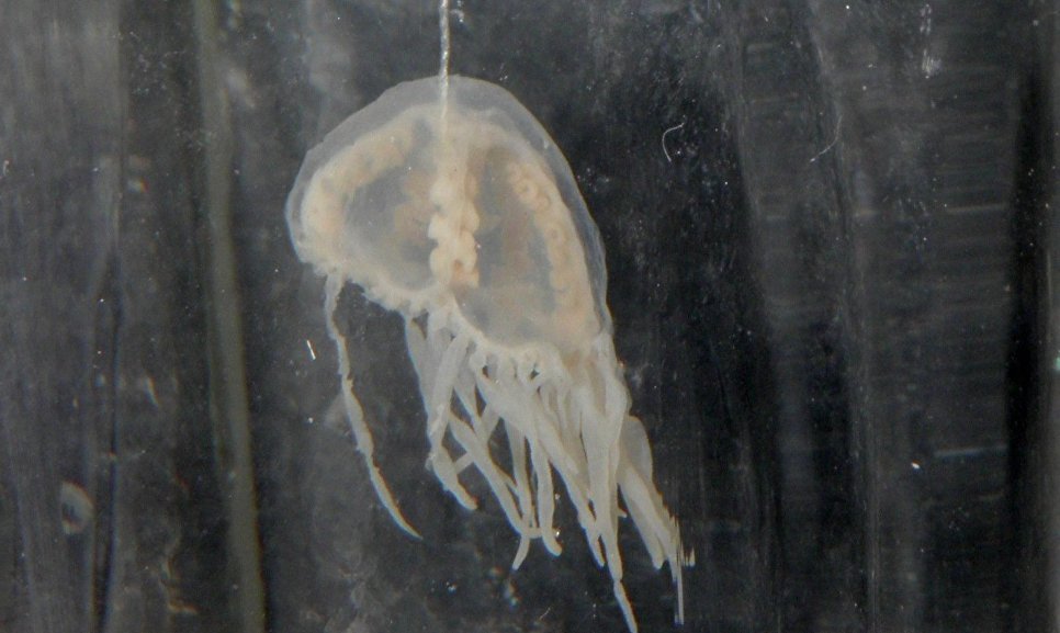 The Most Dangerous Jellyfish You Should Never See - Nature, Jellyfish, Danger, Longpost