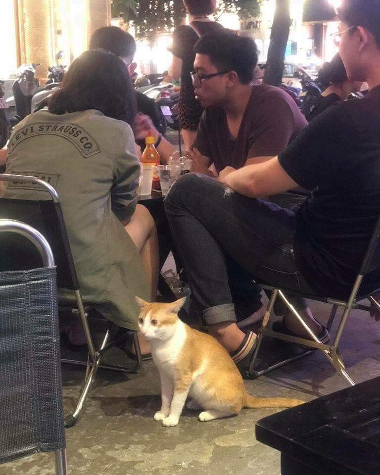 When no one pays attention to you - Reddit, cat