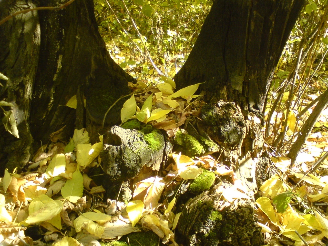 Autumn. - My, The photo, Longpost, Autumn, Flowers