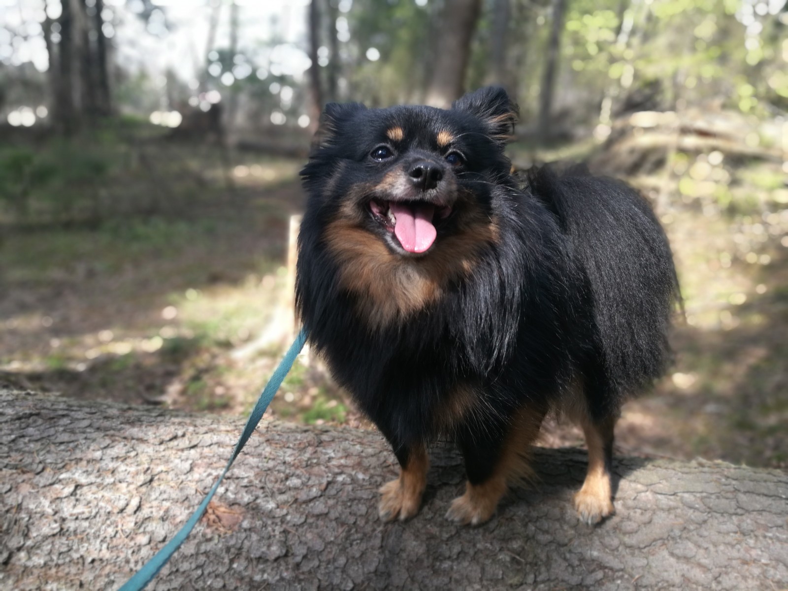 The need to gnaw, yes. - My, Dog, Best friend, Spitz, , Longpost