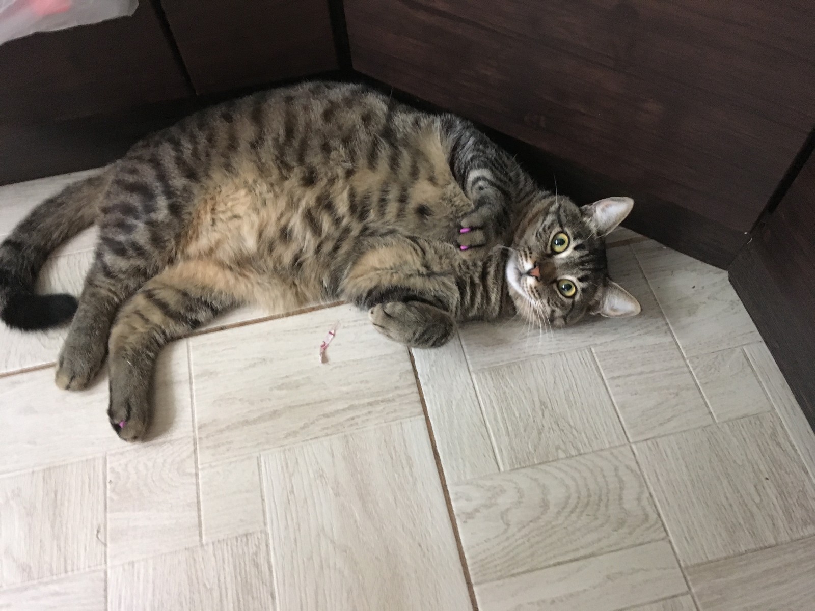 I lost weight. Bring food quickly - My, cat, Catomafia, Feeding, Longpost