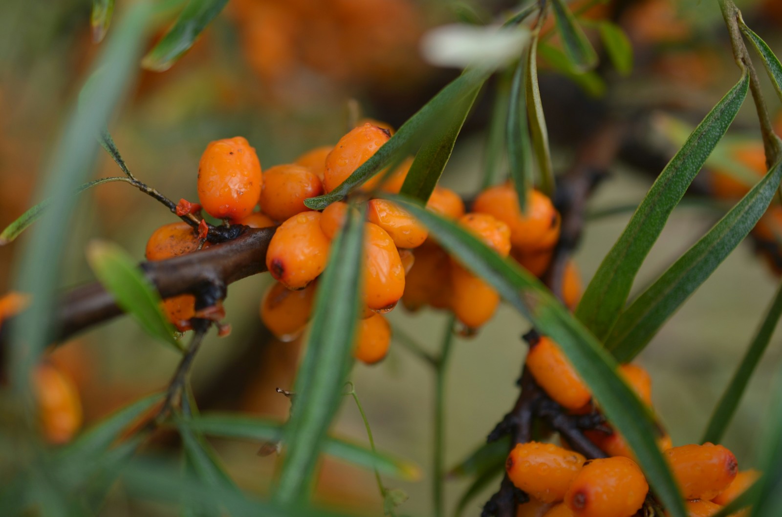 Macro - My, The photo, Macro, Plants, Macro photography