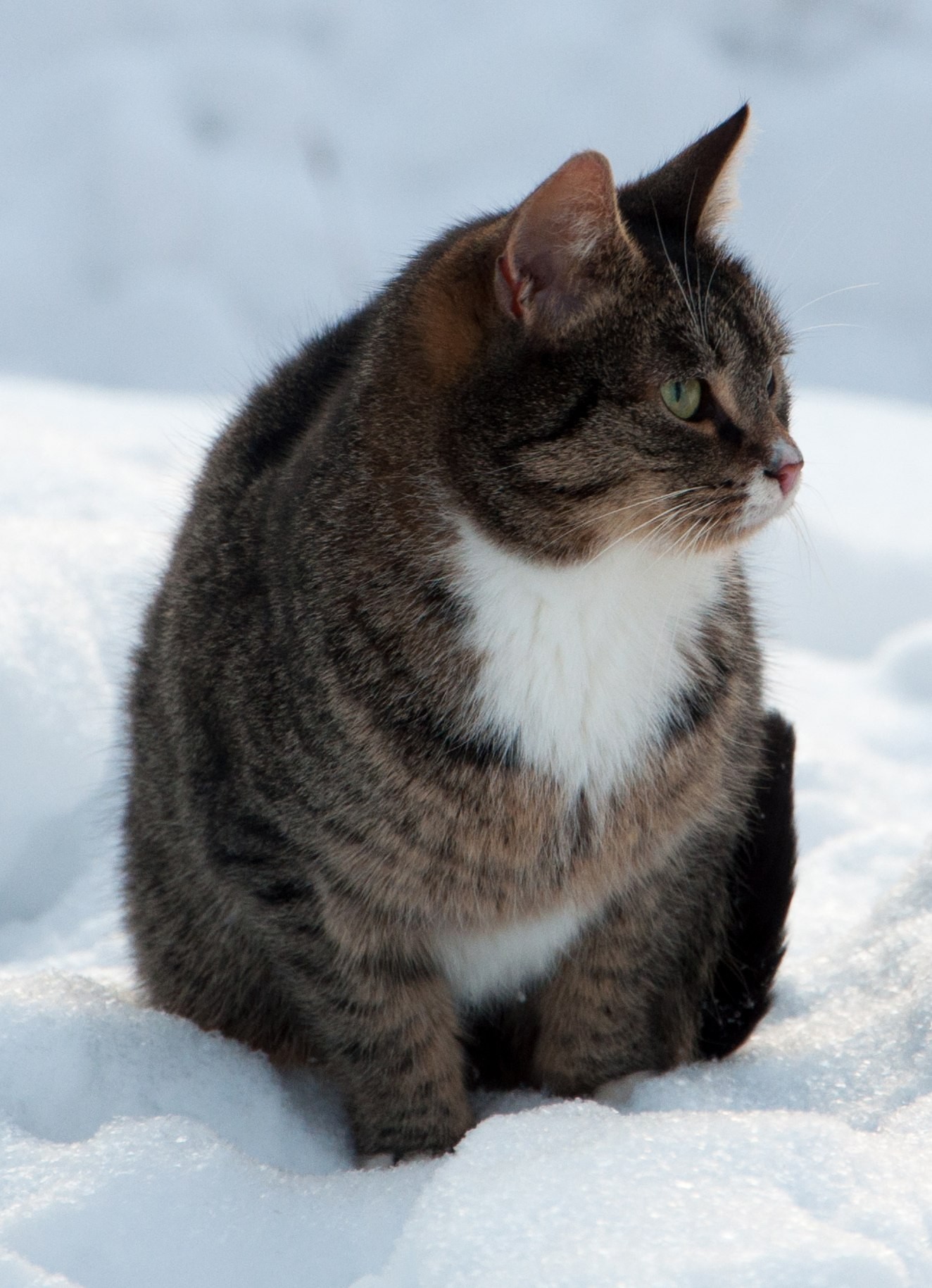 Снегокот. - Моё, Кот, Снег, Зима