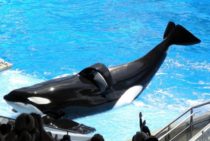 Dorsal fin of a male killer whale - The science, Biologists, Killer whale, Copy-paste, Elementy ru, Longpost