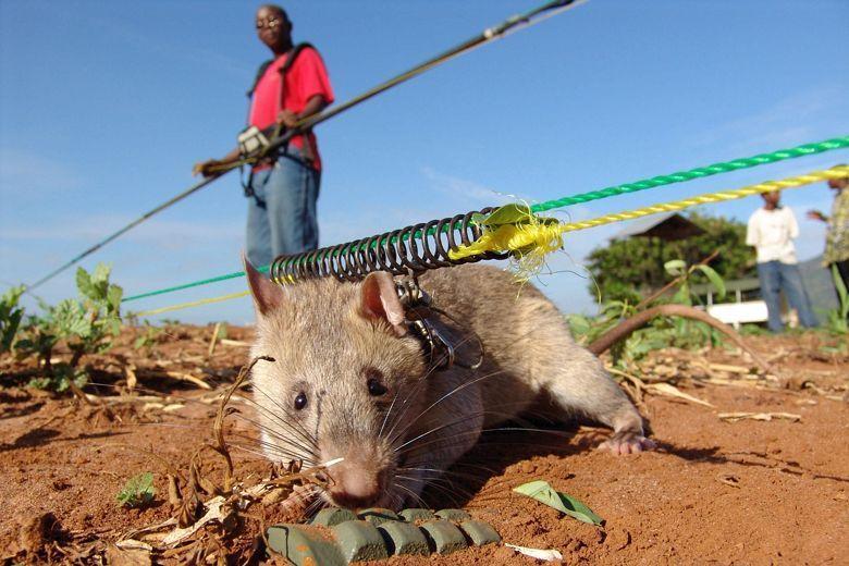 Cricetomys gambianus. Гамбийская сумчатая крыса. Гигантская сумчатая крыса Африканская. Африканская крыса Гамби. Гамбийская хомяковая крыса.
