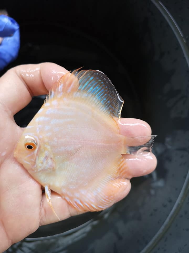 New Handsome Discus - My, , , A fish, , Aquarium fish, Longpost